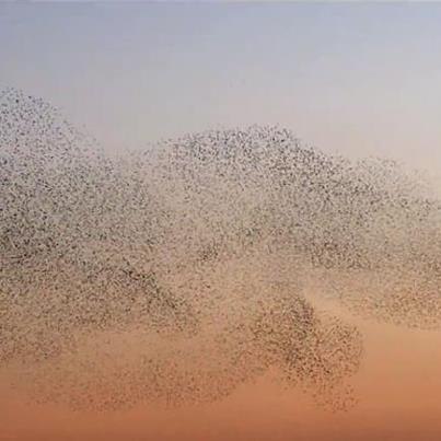 3559-bl-jpg-1359535665-500x0